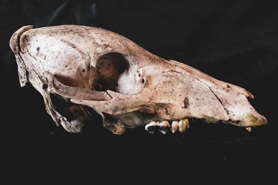 Šokantno datiranje Petralona lobanje otkriva tajanstveni hominin iz srednjeg pleistocena