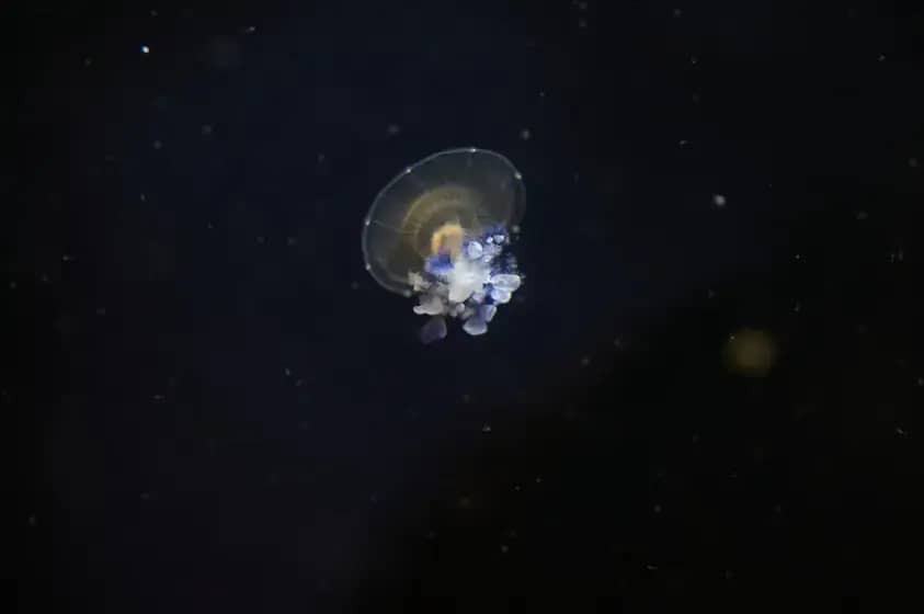 Alarm u svemiru: SpaceX Starlink izbjegao sudar sa kineskim satelitom — rizik od sudara u niskoj orbiti raste