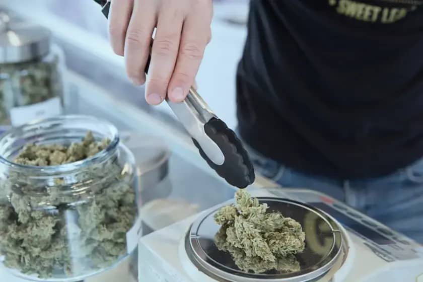 Novo istraživanje u JAMA otkriva: Medicinski kanabis ne ublažava akutni bol i nesanicu, trećina korisnika zloupotrebljava
