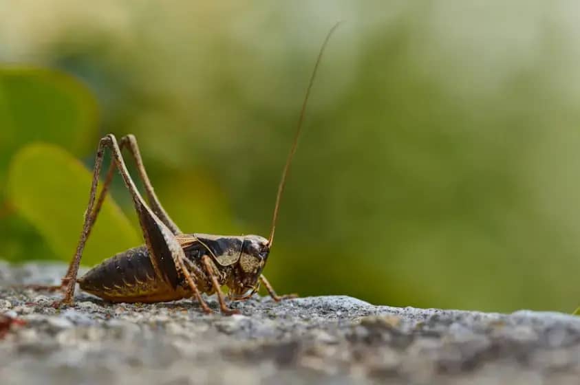 Mikroplastika u cvrčcima izaziva rast 25x i pretvara se u nanoplastiku — opasnost za životnu sredinu