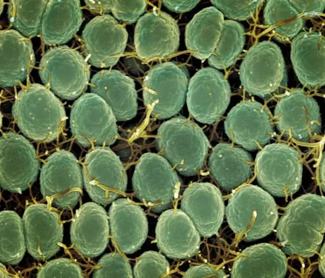 SZO UPOZORAVA: Eksplozija gonoreje i rezistencije na antibiotike — šta mladi treba da znaju