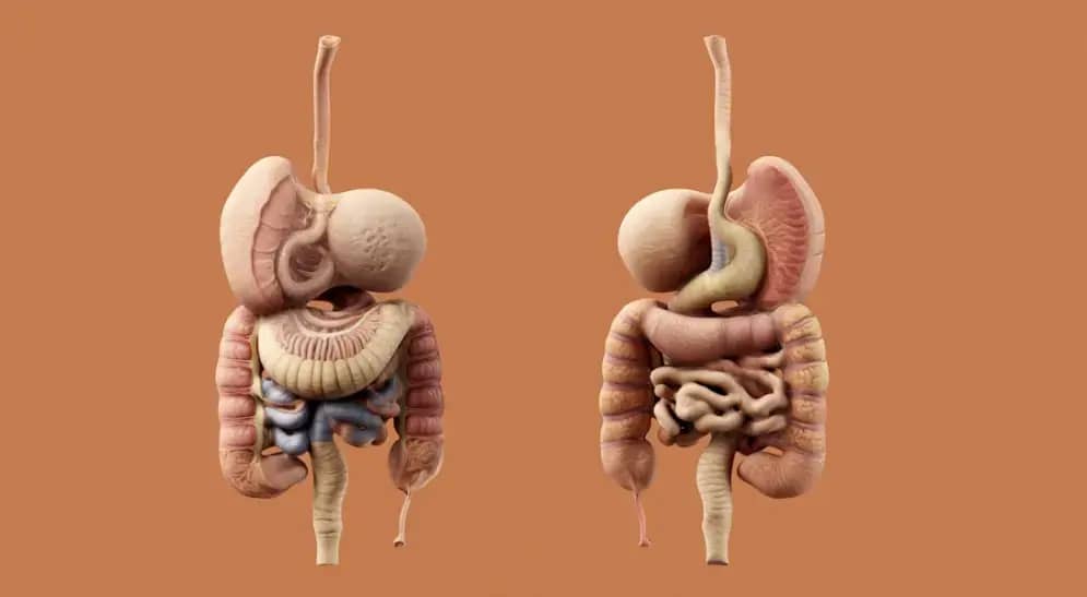 Enteritis: Simptomi, Liječenje i Prevencija — Kako Prepoznati i Liječiti Stomačne Infekcije