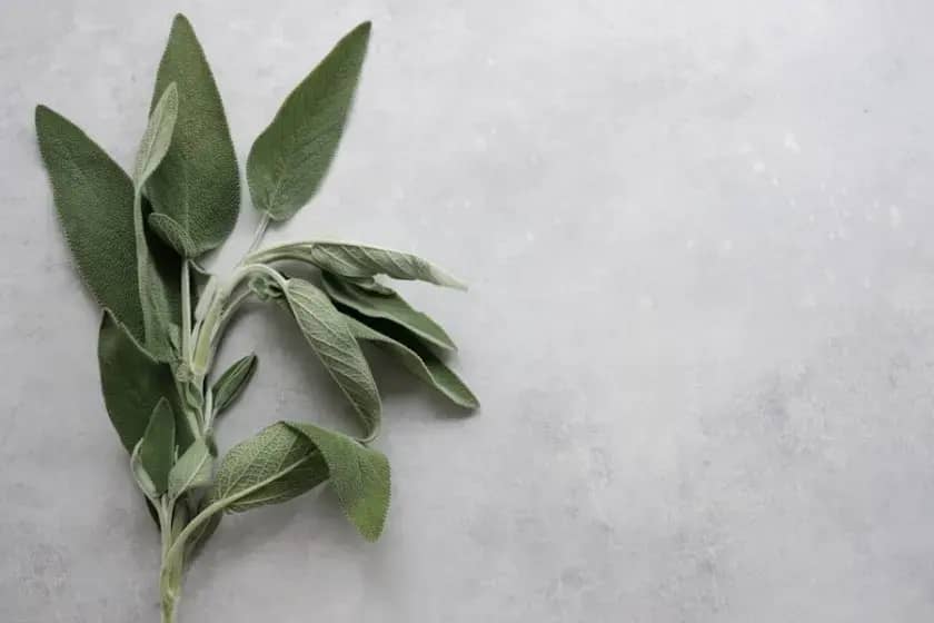 Žalfija (Salvia officinalis): Kako ova lekovita biljka snižava šećer, holesterol i poboljšava pamćenje